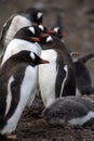 Gentoo penguin colony with a chick in Antarctica Royalty Free Stock Photo