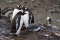 Gentoo penguin colony with a chick in Antarctica Royalty Free Stock Photo