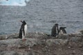 Gentoo penguin colony, nesting birds, light snow