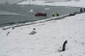 Gentoo penguin colony, nesting birds, light snow