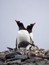 Gentoo penguin couple with babies