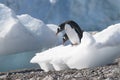 Gentoo Penguin, Pygoscelis papua,Neko Harbourr Royalty Free Stock Photo