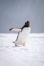 Gentoo penguin crosses snow holding out flipper Royalty Free Stock Photo