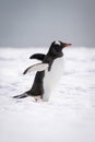 Gentoo penguin crosses snow holding out flippers Royalty Free Stock Photo