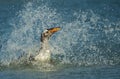 Gentoo penguin diving in the Atlantic ocean