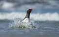 Gentoo penguin diving in stormy waters