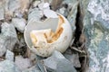 Gentoo penguin egg in Antarctic Peninsula Royalty Free Stock Photo