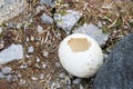 Gentoo penguin egg in Antarctic Peninsula Royalty Free Stock Photo