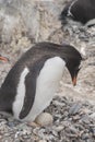 Gentoo penguin with egg and newly hatched chick, Antarctica Royalty Free Stock Photo