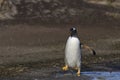 Gentoo Penguin in the Falkland Islands Royalty Free Stock Photo