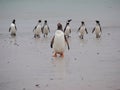 Gentoo penguin on Falklands