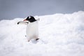 Gentoo penguin almost falling over in snow Royalty Free Stock Photo