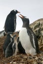 Gentoo Penguin family, Antarctica.