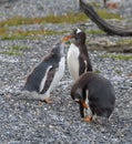 Gentoo penguin family with cub on an island in the Beagle Channel, Ushuaia, Argentina