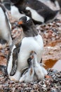 Gentoo Penguin family in muddy rookery, parent and two young chicks on a rock nest, Gonzales Videla Station, Paradise Bay, Antarct Royalty Free Stock Photo