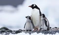 Gentoo Penguin Family Wildlife Concept Royalty Free Stock Photo