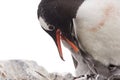 Gentoo Penguin Feeding Chick Royalty Free Stock Photo