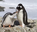 Gentoo penguin feeding chick Royalty Free Stock Photo