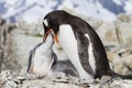 Gentoo Penguin Feeding Chick Royalty Free Stock Photo