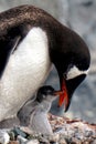 Gentoo Penguin feeding chick