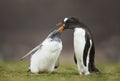 Gentoo penguin feeding chick with regurgitated food Royalty Free Stock Photo