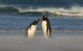 Gentoo penguin feeding chick on a sandy beach Royalty Free Stock Photo