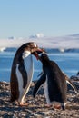 Gentoo penguin feeding chick, sea and mountains in background, S Royalty Free Stock Photo