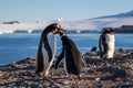 Gentoo penguin feeding chick, sea and mountains in background, S Royalty Free Stock Photo