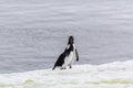 Gentoo Penguin feeding its chick, Antarctica Royalty Free Stock Photo