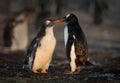 Gentoo penguin feeding its chick Royalty Free Stock Photo
