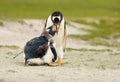 Gentoo penguin feeding its molting chick Royalty Free Stock Photo