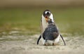 Gentoo penguin feeding a molting chick with regurgitated food Royalty Free Stock Photo