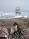 Gentoo penguin feeding at Neko Harbour