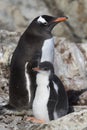 Gentoo Penguin female and chick standing near nest Royalty Free Stock Photo