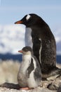 gentoo penguin female and chick standing on rock Royalty Free Stock Photo