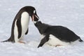 Gentoo penguin female feeding adult chick Royalty Free Stock Photo