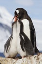 Gentoo Penguin female feeding l two chick Royalty Free Stock Photo