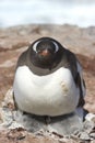 Gentoo penguin female a heating two chicks Royalty Free Stock Photo