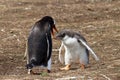 Gentoo penguin female and her chick Royalty Free Stock Photo