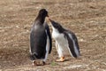 Gentoo penguin female and her chick Royalty Free Stock Photo