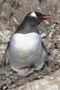 Gentoo Penguin female sitting in the nest with one small chicks Royalty Free Stock Photo