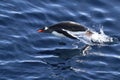 Gentoo penguin floating who jumped