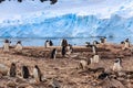 Gentoo penguin flock on the rocks and blue glacier in the background at Neco bay, Antarctic Royalty Free Stock Photo