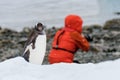 Gentoo penguin with funny expression walking along beach on Danco Island, Antarctica, photographer in red coat in background looki