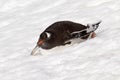 Gentoo penguin gliding down slope, Antarctica