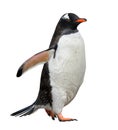 Gentoo penguin isolated on white background Royalty Free Stock Photo
