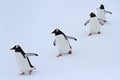 Gentoo penguin group walking in the snow Antarctic Royalty Free Stock Photo