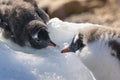 Gentoo Penguin on the ice, Royalty Free Stock Photo