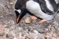 Gentoo penguin incubating eggs. Nesting Royalty Free Stock Photo