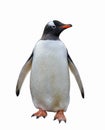 Gentoo penguin isolated on white background Royalty Free Stock Photo